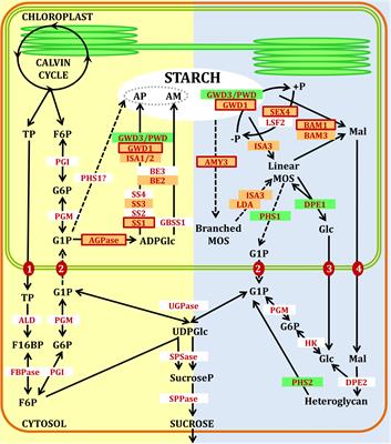 Redox Regulation of Starch Metabolism